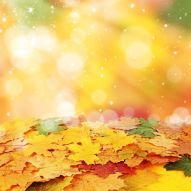 Фотообои Осенние листья