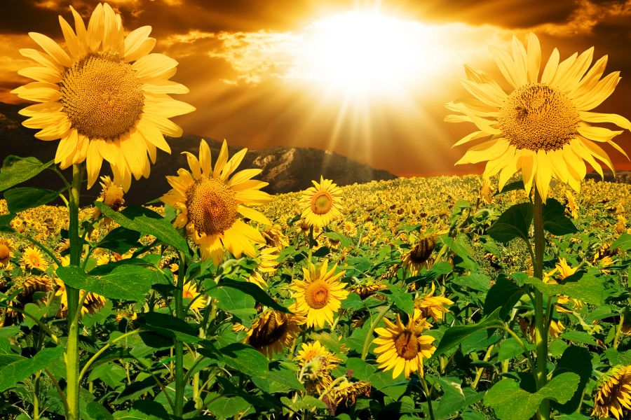 Картина на холсте Солнечные цветы под вечерним солнцем, арт hd0094301