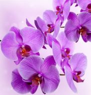Фреска Орхидея
