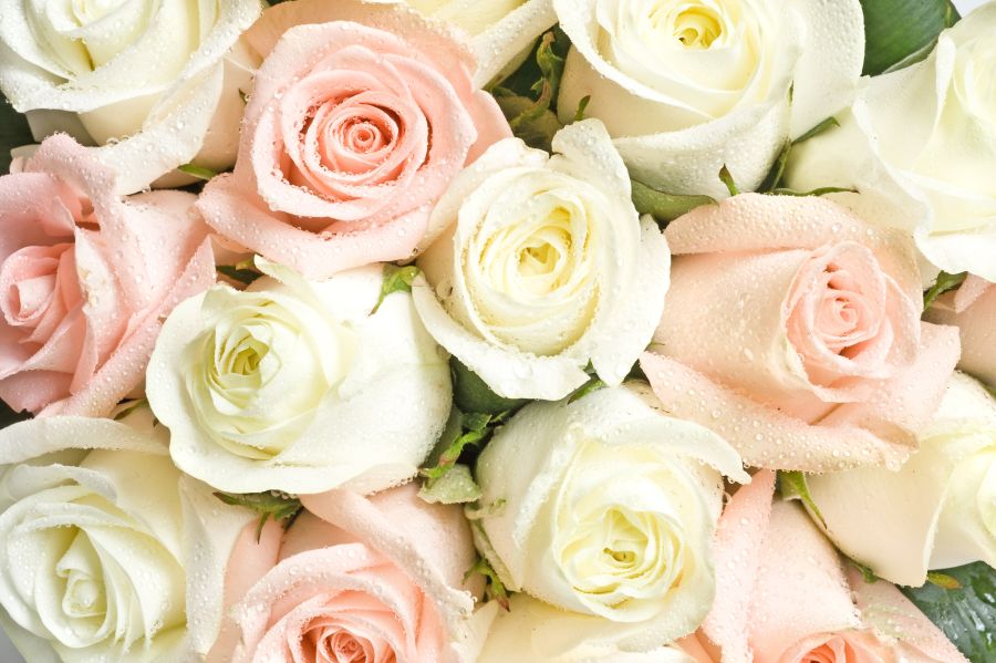 Фотообои Зефирные розы с росе
