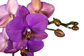 Фотообои Фиолетовая орхидея