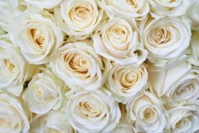 Фреска Розы белые