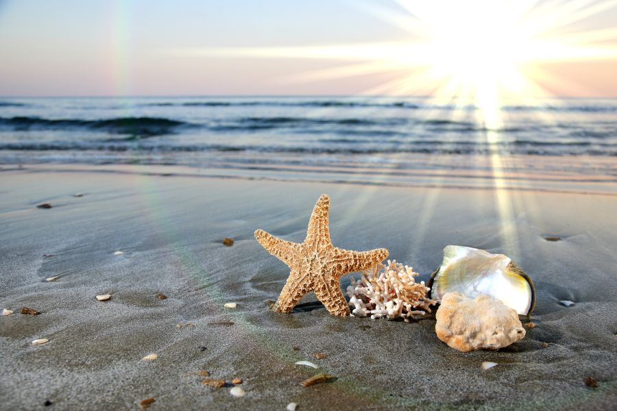 Фотообои Море, песок, ракушки