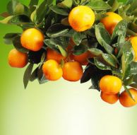Фотообои Ветка со спелыми апельсинами