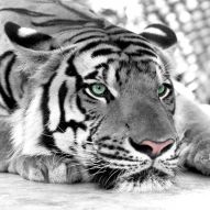 Фреска Тигр