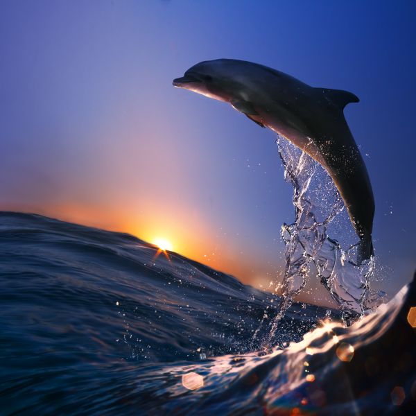 Фреска Дельфин море