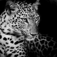 Фотообои Черно-белый леопард