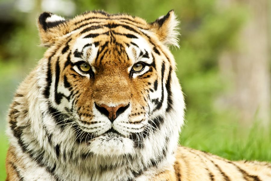 Фотообои Большой тигр