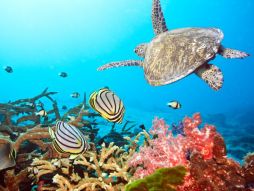 Фотообои Морская черепаха под водой