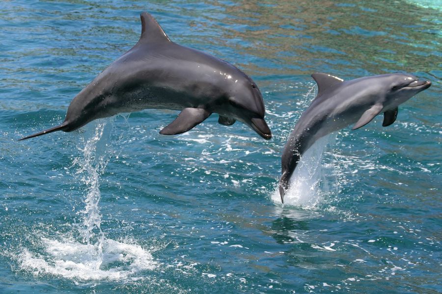 Фотообои Два дельфина
