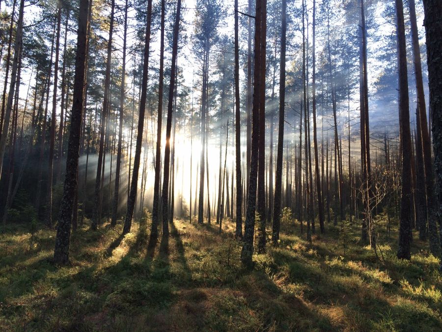 Фотообои утренний лес