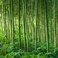 Фреска бамбуковый лес