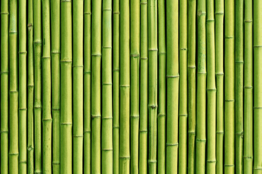 Фотообои бамбук
