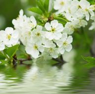 Фотообои ветка цветущей вишни