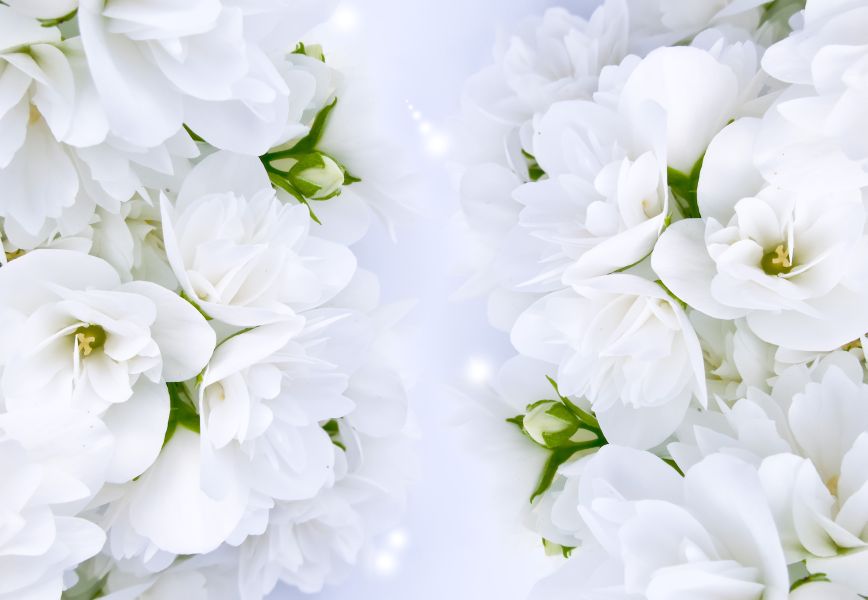 Фотообои белые цветы