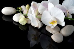 Фотообои ветка орхидеи