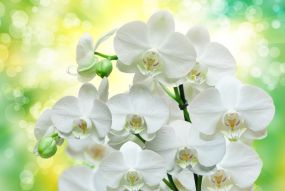 Фотообои ветка орхидеи