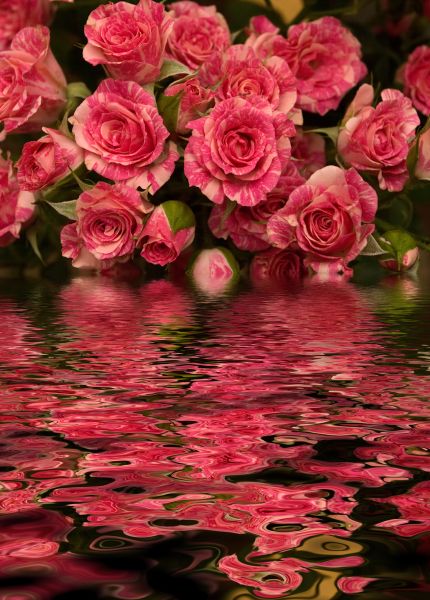 Фреска розовые цветы