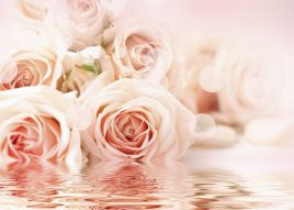 Фотообои розовые розы
