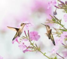 Фотообои колибри