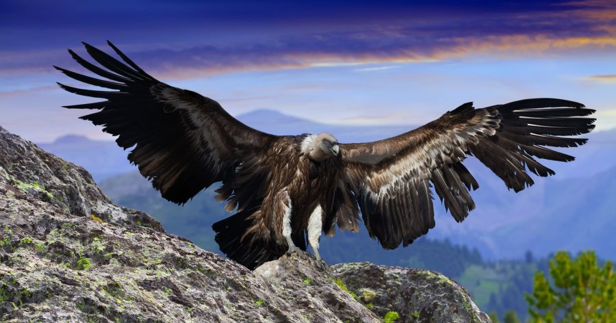 Фотообои горный орел