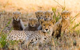 Фотообои семья гепардов