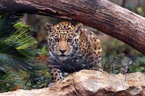 Фотообои Грозный ягуар в засаде