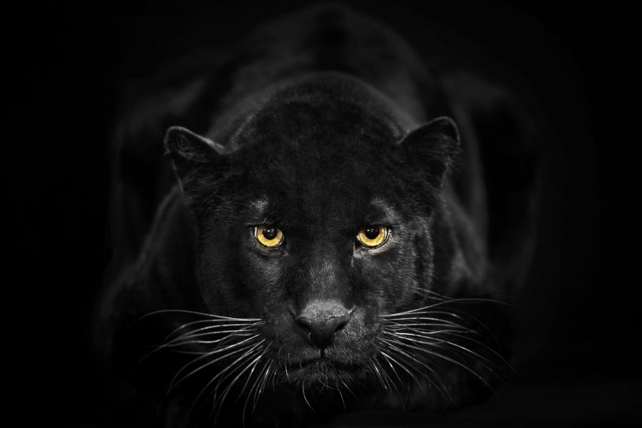 Фреска черная пантера