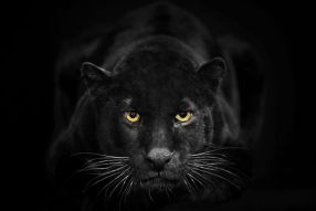 Фреска черная пантера