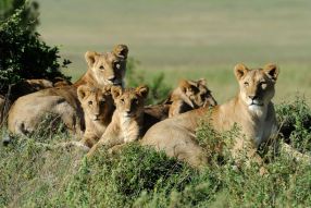Фотообои семейство львов