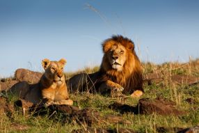 Фотообои семья львов