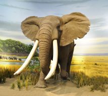 Фотообои африканский слон