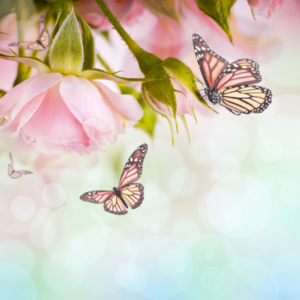Фотообои бабочки у роз