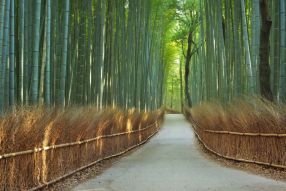 Фреска дорога в бамбуковом лесу