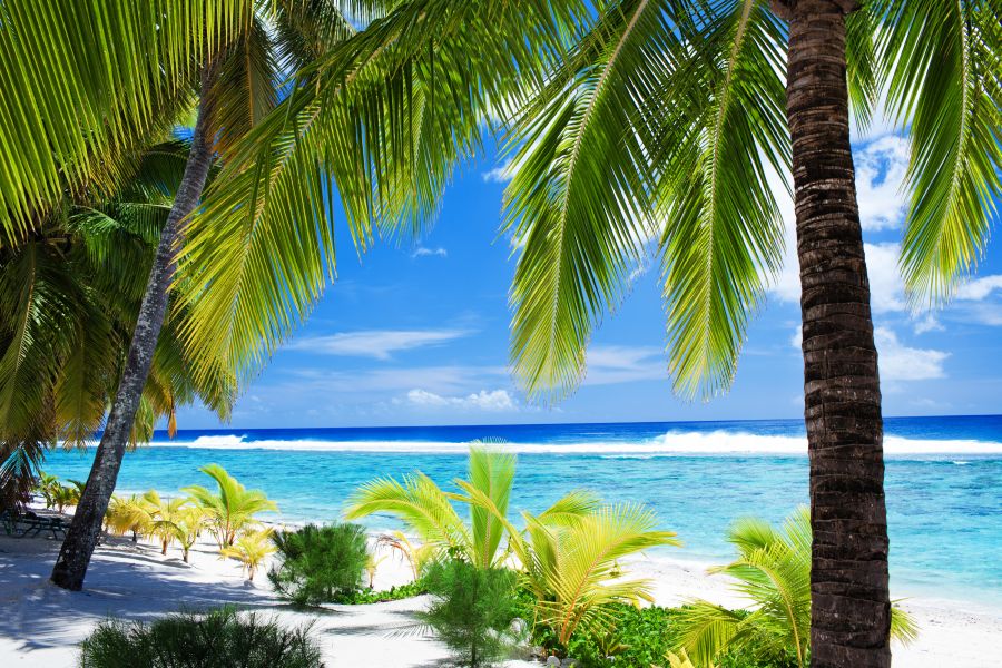 Фотообои листья пальмы и пляж