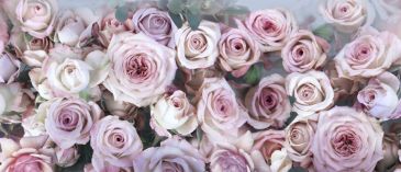Фреска 3D Розы в нежных розовых тонах