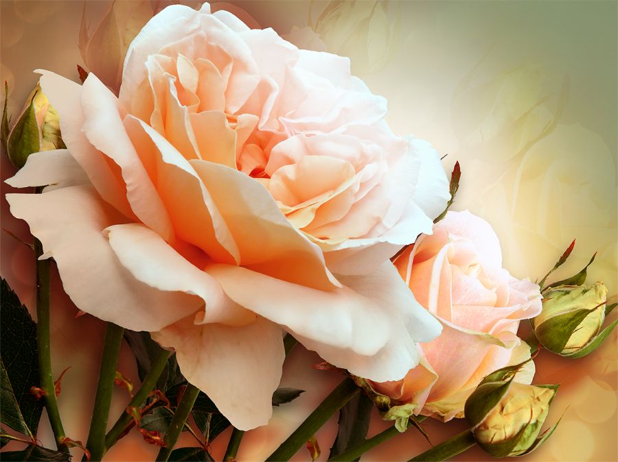 Картина на холсте Нежная роза 3D, арт hd1496501