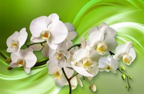 Фотообои 3д Белые орхидеи на зеленом фоне