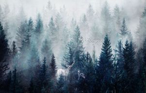 Фотообои Деревья в тумане
