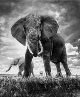Фотообои Слоны