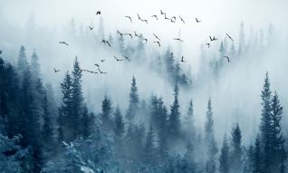 Фотообои Лес в тумане