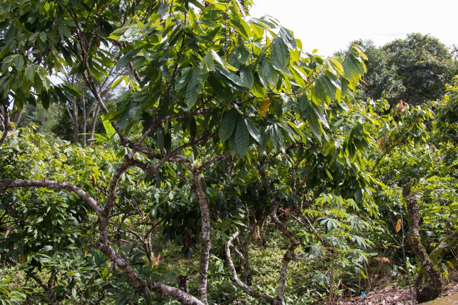 Фотообои Какао дерево