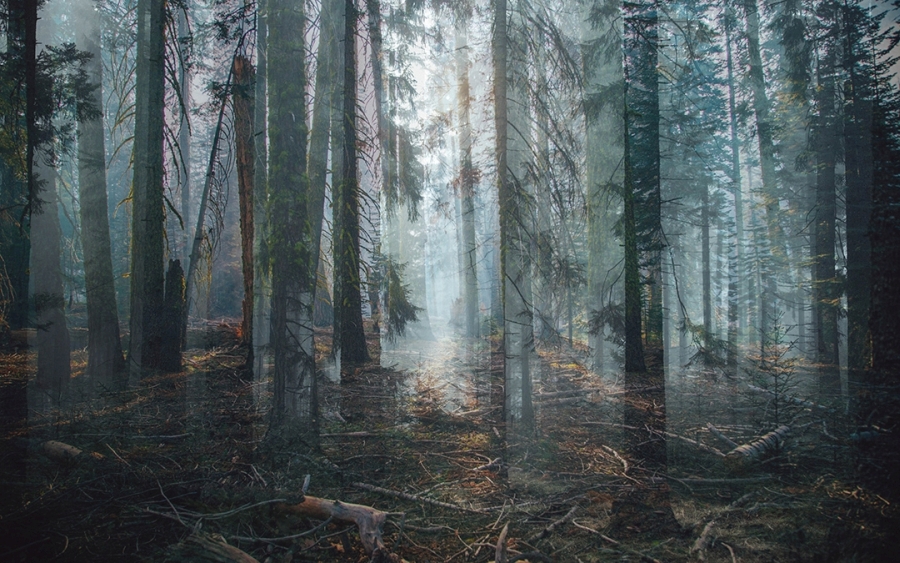 Фреска Призрачный лес