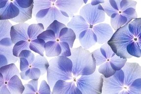 Фреска Фиолетовые цветы