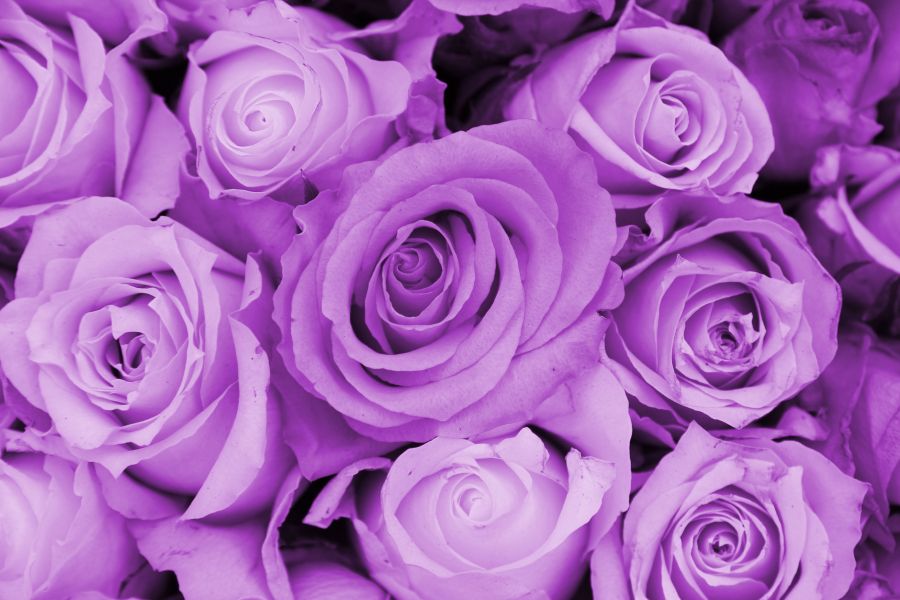 Фотообои Фиолетовые розы