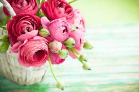 Фотообои Розовые цветы