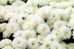 Фотообои Белые хризантемы