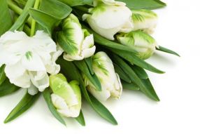 Фреска белые тюльпаны