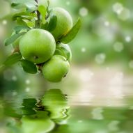 Фотообои Яблоки над водой