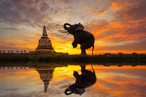 Фотообои Слон на закате
